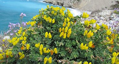 Baharın gelişiyle Milli Park çiçek açtı