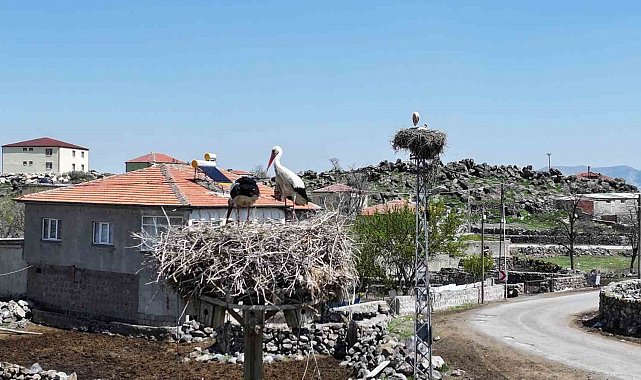 Baharın habercisi leylekler Hürmetçi Sazlığı'na geldi
