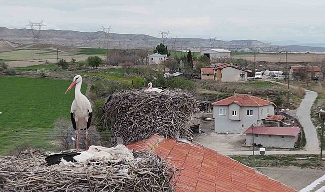 Baharın müjdeleyicisi leylek ve flamingolar Sarıyar Barajı kıyılarına ulaştı