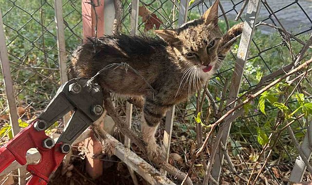 Bahçe demirlerine sıkışan kediyi itfaiyeciler kurtardı