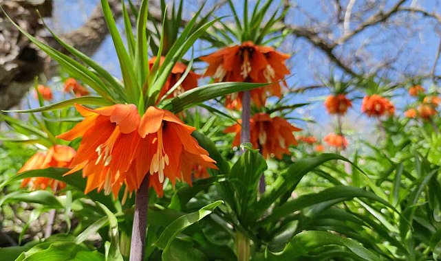 Bahçesaray'da açan ters laleler göz kamaştırıyor