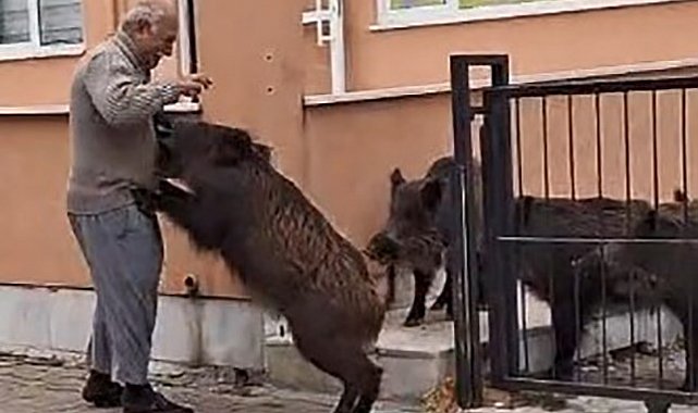Bahçeye giren domuzları ekmek vererek uzaklaştırdı