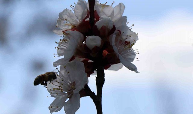 Bal arıları özgürlüğüne kavuştu