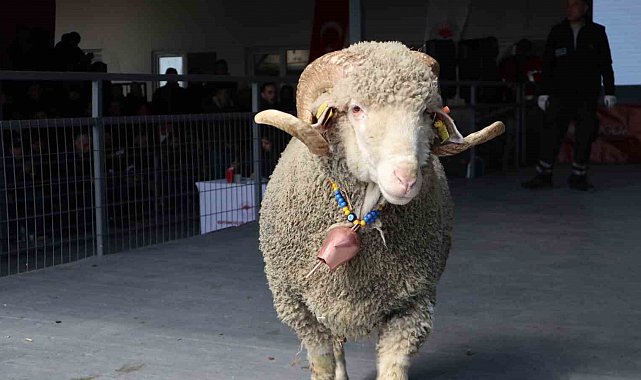 Bandırma'da damızlık koç satışında 246 bin liralık rekor