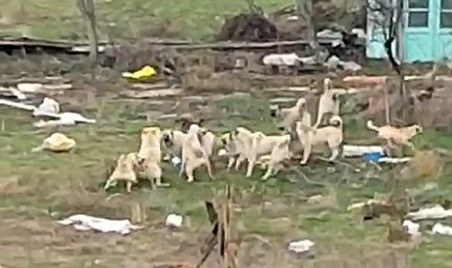 Başıboş sokak köpekleri Sazova'da korku saçıyor