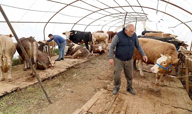 Başiskele'deki kurbanlık satış yerinde hazırlıklar tamam
