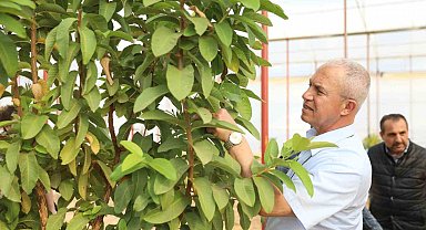 Başkan Özçelik: "Tropikal meyve seramız tarımsal turizm ve eğitimine katkı sağlayacak"