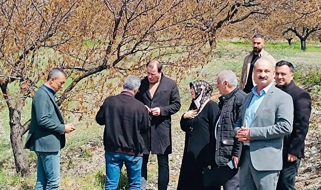 Baskil'de dondan etkilenen meyve bahçelerinde inceleme