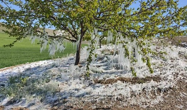 Baskil'de kayısı ağaçlarında sarkıt oluştu