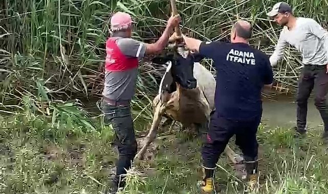 Bataklığa saplanan inek vinçle kurtarıldı
