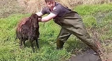 Bataklığa saplanan koyunu kurtardılar