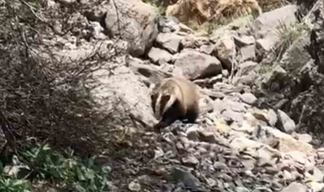 Batman'da 'porsuk' görüntülendi