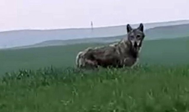 Batman'da ender büyüklükteki kurt görüntülendi