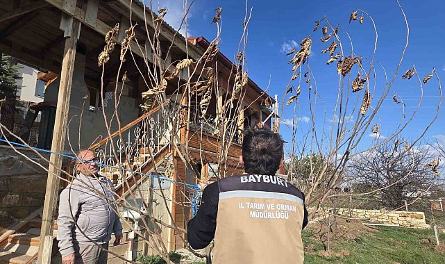 Bayburt'ta meyve ağaçlarında hastalık kontrolleri yapıldı