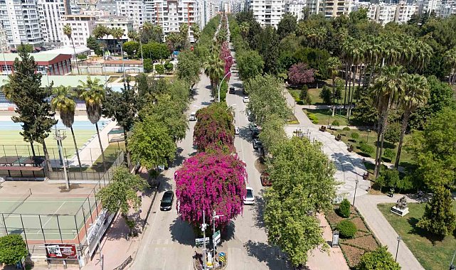 Begonvili gören kadın kendini yeniden doğmuş gibi hissetti