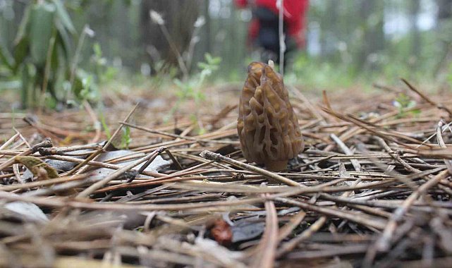 Beyşehir ve Derebucak'ta kuzugöbeği mantarı toplama sezonu açıldı