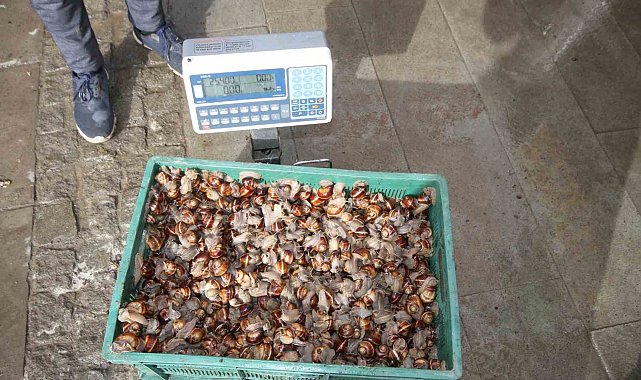 Beyşehir'de salyangoz toplama işi, gelir kaynağı oldu