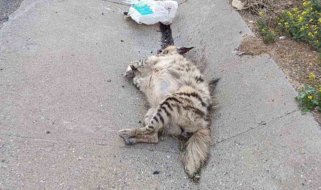 Birecik'te nesli tükenme tehlikesindeki çizgili sırtlan telef oldu