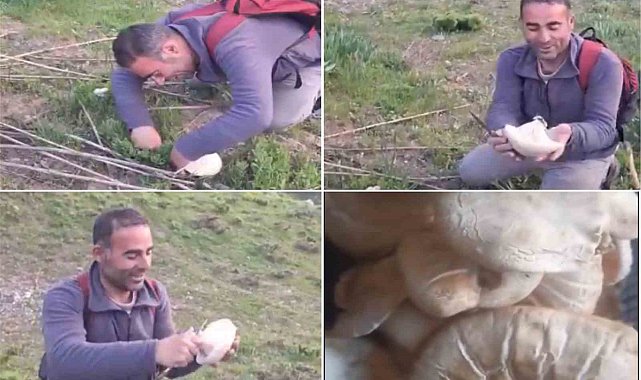 Bitlis'te dağ mantarı çıkmaya başladı