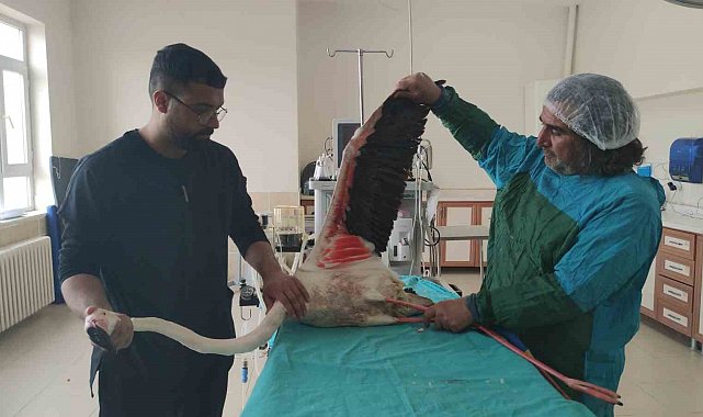 Bitlis'te yaralı bulunan flamingo Van'da tedavi altına alındı