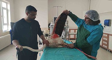 Bitlis'te yaralı bulunan flamingo Van'da tedavi altına alındı