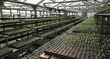 Bolu'da 200 bin adet yerli fide desteği