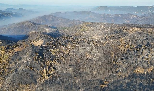 Bolu'da ormanlar küllerinden doğacak: 5 milyondan fazla fidan toprakla buluşacak