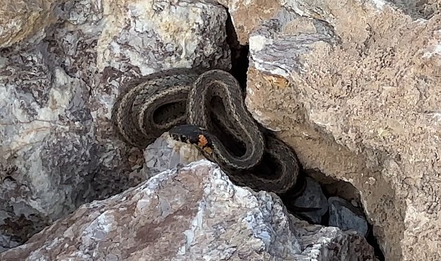 Brezilya'nın 'Yılan Adası' değil Yüksekova