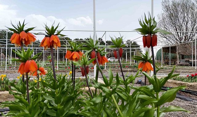 Britanyalı bilim insanları ters laleleri inceledi