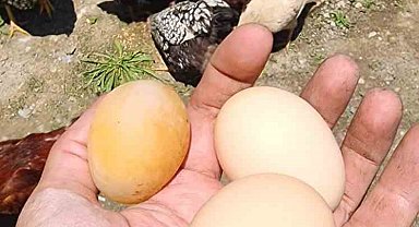 Bu yumurtayı gören gözlerine inanamadı