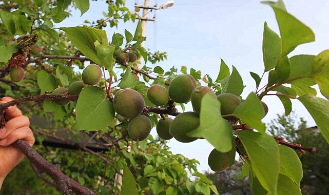 Burhaniye' de kayısı bereketi yaşanıyor