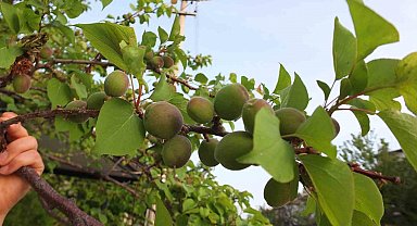 Burhaniye' de kayısı bereketi yaşanıyor