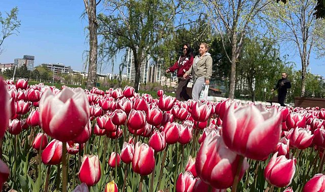 Bursa'ya lale çok yakışıyor