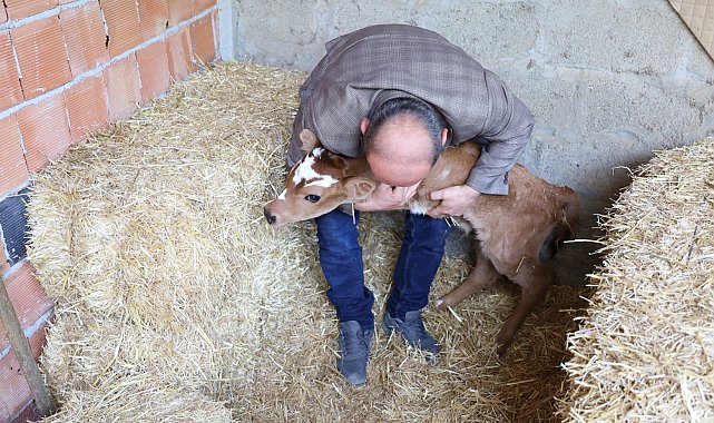 Buzağı, ön ayakları olmadan doğdu