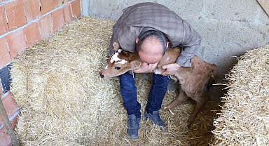 Buzağı, ön ayakları olmadan doğdu