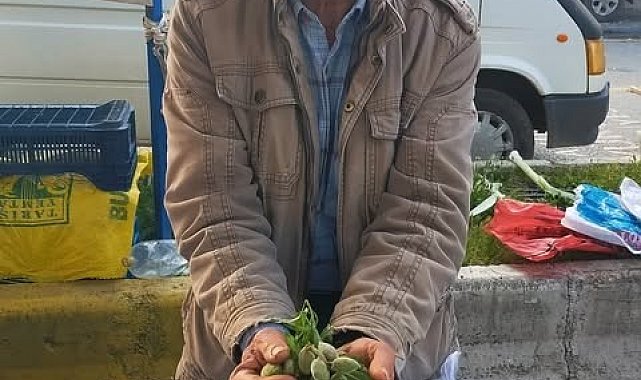 Çağla, Aydın'daki tezgahlarda yerini aldı: Kilosu 250 lira