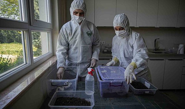 Çam ormanları terminatörlere emanet