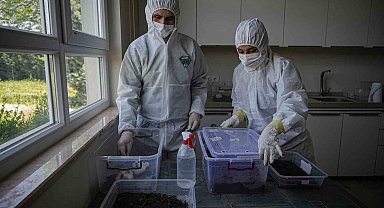 Çam ormanları terminatörlere emanet