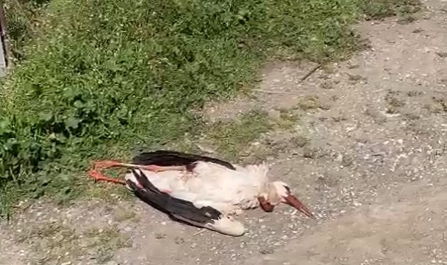 Cami üzerindeki ÇEDAŞ hattı leyleği telef etti