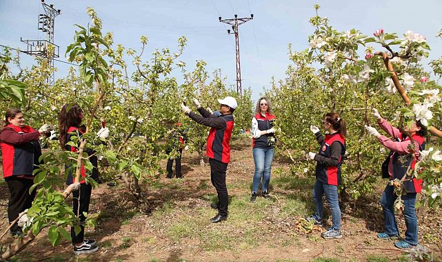 Çanakkale'de Elma İç Kurduna Karşı Biyoteknik Mücadele Yaygınlaşıyor