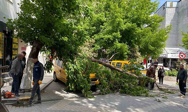 Çanakkale'de fırtınada kırılan ağaç dalı araçların üzerine devrildi