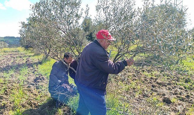 Çanakkale'de zeytin üreticilerine uygulamalı budama ve aşılama eğitimi