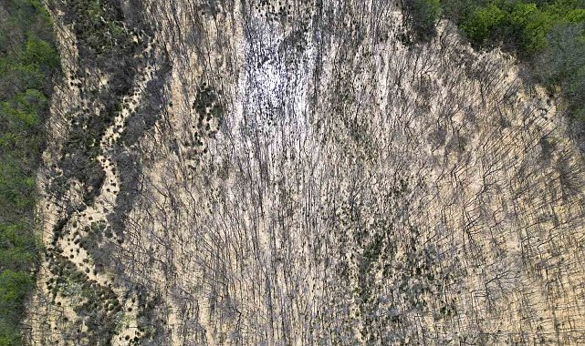 Çatalca'da ormana dökülen atık sular ağaçları kuruttu