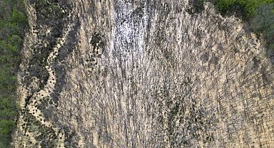 Çatalca'da ormana dökülen atık sular ağaçları kuruttu