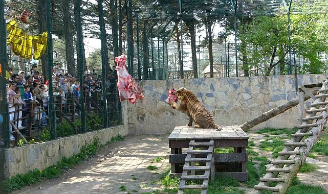 Çekmeköy Hayvanat Bahçesi'nde kaplan Kimbo ve Çilek'e 6. yaş günü sürprizi