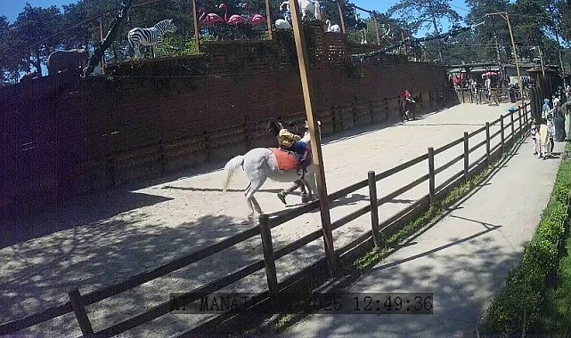 Çekmeköy Hayvanat Bahçesi'ndeki hayvanlar depremi böyle hissetti