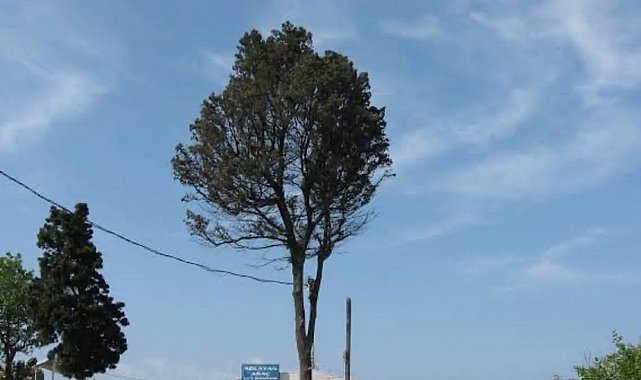 Çeşmi cihan Amasra'nın ağlayan ağacı kesildi