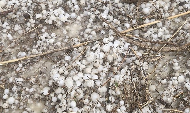 Ceviz büyüklüğünde dolu yağdı, 700 dekar tarım arazisi zarar gördü