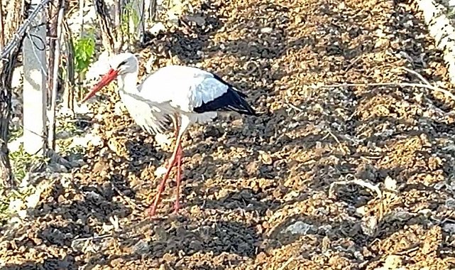 Çiftçi dostu leylek bağdan ayrılmadı
