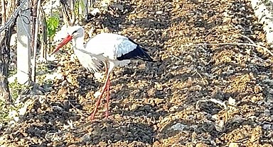 Çiftçi dostu leylek bağdan ayrılmadı